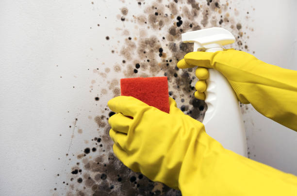 Best Residential Mold Removal  in Murphys Estates, SC